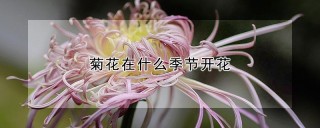 菊花在什么季节开花,第1图