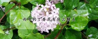 雨中的丁香花有什么特点,第1图