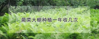 蕨菜大棚种植一年收几次,第1图