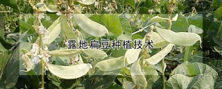 露地扁豆种植技术,第1图
