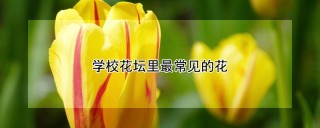 学校花坛里最常见的花,第1图