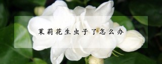 茉莉花生虫子了怎么办,第1图