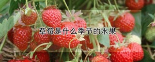 草莓是什么季节的水果,第1图