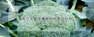 西兰花最佳播种时间是几月份,第1图