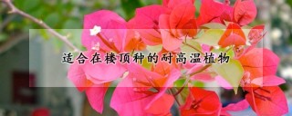 适合在楼顶种的耐高温植物,第1图