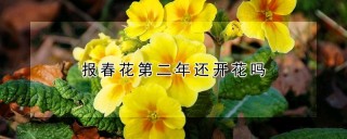 报春花第二年还开花吗,第1图