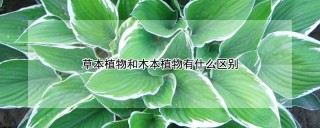 草本植物和木本植物有什么区别,第1图