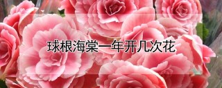 球根海棠一年开几次花,第1图