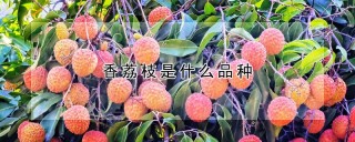 香荔枝是什么品种,第1图