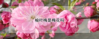 榆叶梅是梅花吗,第1图