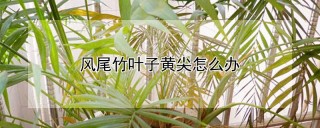 风尾竹叶子黄尖怎么办,第1图