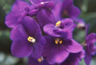 紫罗兰有哪些品种，紫罗兰品种大全,第5图