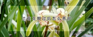 兰花花期过后怎么养护,第1图