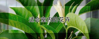 适合室内的花卉,第1图