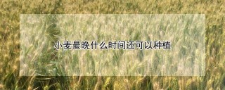 小麦最晚什么时间还可以种植,第1图