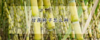 甘蔗种子怎么种,第1图