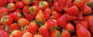 草莓如何压蔓,第1图