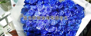 蓝色妖姬玫瑰花的含义,第1图