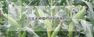 南方玉米种植时间和收获时间,第1图