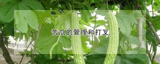 苦瓜的管理和打叉,第1图