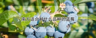 南方适合种什么品种的蓝莓,第1图