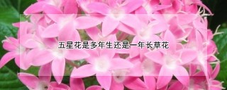 五星花是多年生还是一年长草花,第1图