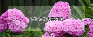 丛生福禄考喜阳吗,第1图