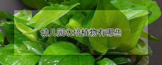 幼儿园水培植物有哪些,第1图