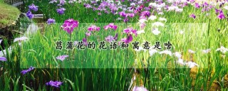 菖蒲花的花语和寓意是啥,第1图