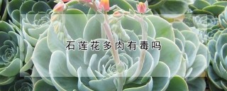 石莲花多肉有毒吗,第1图