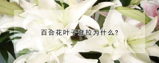 百合花叶子耷拉为什么?,第1图