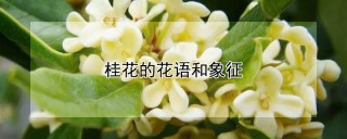 桂花的花语和象征,第1图