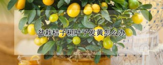 盆栽桔子树叶子发黄怎么办,第1图