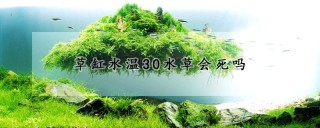 草缸水温30水草会死吗,第1图