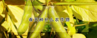 春天种什么农作物,第1图