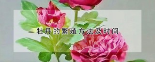 牡丹的繁殖方法及时间,第1图