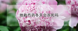 地栽芍药冬天会冻死吗,第1图