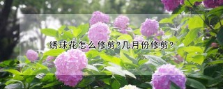 绣球花怎么修剪?几月份修剪?,第1图