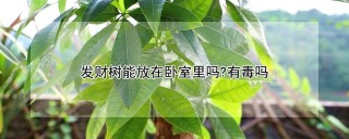 发财树能放在卧室里吗?有毒吗,第1图