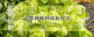 儿菜种植时间和方法,第1图