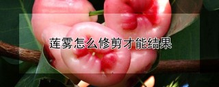 莲雾怎么修剪才能结果,第1图