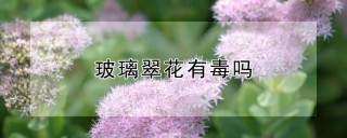 玻璃翠花有毒吗,第1图