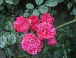 蔷薇花的种类，蔷薇花最受欢迎八大品种,第7图