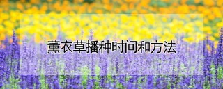 薰衣草播种时间和方法,第1图