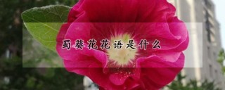 蜀葵花花语是什么,第1图