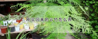 刚买回来的云竹怎么养,第1图