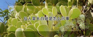 仙人掌长白斑是怎么回事,第1图