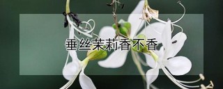 垂丝茉莉香不香,第1图