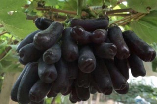 蓝宝石葡萄种植技术,第3图