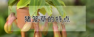 猪笼草的特点,第1图